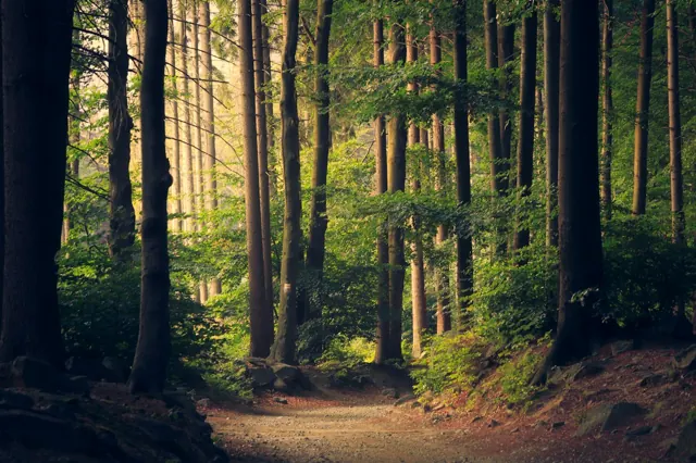 Sunlight falling through a forest; editorial photograph